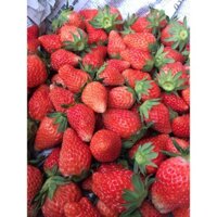 [FREESHIP 99K TOÀN QUỐC]DÂU TÂY MỘC CHÂU