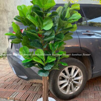 [FREESHIP] Cây bàng singapore giả thân gỗ cao m6 nhiều nhánh lá (Hà Nội ship trong ngày)