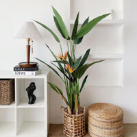 [FREESHIP] CÂY GIẢ  CÂY THIÊN ĐIỂU LÁ NHỌN NHIỀU CỠ TRANG TRÍ DECOR NHÀ CỬA BỀN ĐẸP