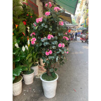 [FREESHIP] Cây giả decor cây hoa hồng trà giả cao 160cm trang trí nhà cửa bền đẹp, sang trọng