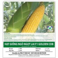 FREESHIP Hạt giống ngô siêu ngọt Hai mũi tên đỏ Golden Cob gói to 500 gram