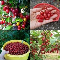FREESHIP MAX -Cây giống Nhót ngọt MỸ SIÊU QUẢ ( giống chất lượng cao ). (được kiểm tra hàng có bảo hành )