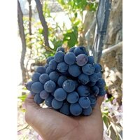 FREESHIP MAX -Cây Nho Giống Bailey A (Muscat Bailey A , giống ghép siêu sớm) (được kiểm tra hàng )