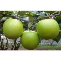 FREESHIP MAX -Giống Cây Táo Đại thái lan ( cây ghép siêu trái )