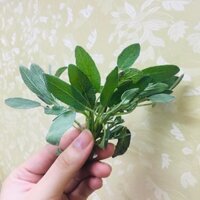 Fresh Sage Lá xô thơm tươi 100g