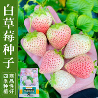 Fresh Sweet Fragrance Cream Hạt dâu trắng Ngọc dâu tây Hạt dâu tây ngọt ngào