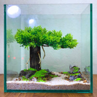 [Full combo bể cá cubic 15x15x15 đầy đủ phụ kiện] bộ bể cá tiểu cảnh bonsai. Sỏi, cát, đá tự nhiên.