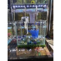 full combo bể cá mini để bàn