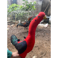 gà giả tập lực cho gà chọi