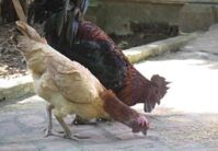 GÀ H'MÔNG ĐEN THUẦN - BỐ MẸ