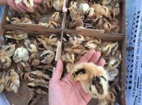 GÀ HỒ LAI - THỤ TINH