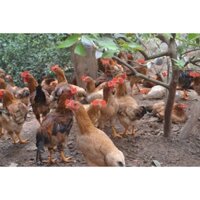 Gà Lai Hồ Thả Vườn