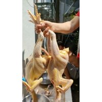 GÀ QUÊ MẸ NUÔI