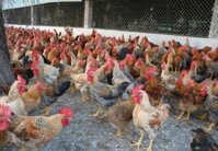 GÀ RI TIÊN YÊN - BÓC TRỨNG