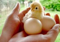 GÀ RI VÀNG THUẦN - BÓC TRỨNG