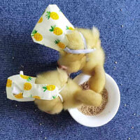 Gà Trống Vịt Tã Thú Cưng Shit Tã Túi Vịt Nhỏ Gà Con Ngỗng Quần Áo Tã Lót B3.13