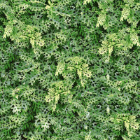 Gạch Granite Men Mờ Lát Sân Vườn 40*40cm 4040GREENERY001