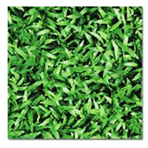 Gạch lát sân vườn CLG001 - 40x40 cm
