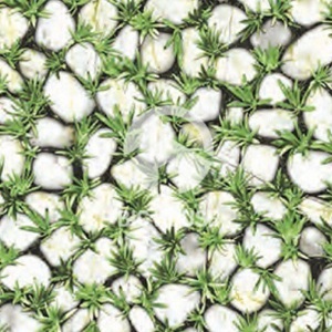 Gạch lát sân vườn Đồng Tâm CLG003 - 40x40 cm