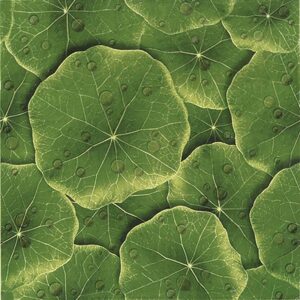 Gạch ốp lát Đồng Tâm – 4040LASEN001 (40x40)