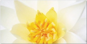 Gạch ốp tường Thạch Bàn 30x60 THP36-006-33