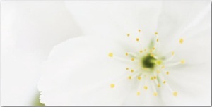 Gạch ốp tường Thạch Bàn 30x60 THP36-006-31