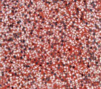 Gạch Terrazo lát vỉa hè 16Đ - Trơn đỏ