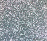 Gạch Terrazo lát vỉa hè 16X - Trơn xanh