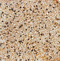 Gạch vỉa hè Terrazzo 40×40 trơn màu vàng