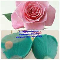 GÂN SILICON LÀM CÁNH HOA HỒNG, CÁT TƯỜNG