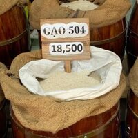 GẠO 504