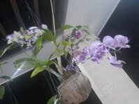 Gáo dừa trồng lan Phú Quốc