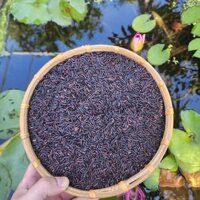Gạo lứt đen dẻo điện biên (LOẠI NGON) hút chân không - Không cần ngâm gạo - Gạo Lứt Dẻo Thơm Ngon