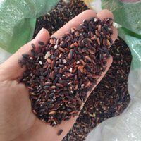 Gạo Nếp Cẩm - Gạo Nếp Than Thơm Mềm Ngọt Dẻo