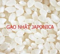 Gạo Nhật Japonica