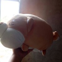 Gấu bông con chó