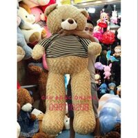 Gấu teddy 1m7