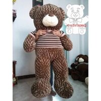 gấu teddy 1m8