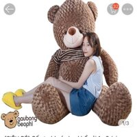 Gấu teddy socola khổ vải 1m6, size thật 1m5