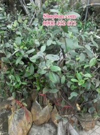 giá cây giống sim rừng