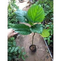 GIÁ CỰC SỐC Cây Giống Vả Mật Huế