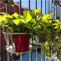Giá đỡ hoa treo ban công đơn giản trong nhà, cây rau diếp xanh treo, cây nhện, giá đỡ chậu hoa sắt nghệ thuật, giá đỡ hoa hàng rào, giá đỡ hoa tươi ban công, sản phẩm ấm áp và yêu thương