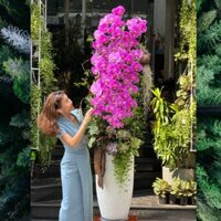 Giá Hoa Lan Hồ Điệp Trồng Gỗ Lũa Mix Sen Đá Dáng Cao Bao Nhiêu?