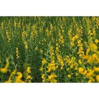 [Giá hủy diệt] HẠT GIỐNG CỎ CHĂN NUÔI  CỎ LỤC LẠC SỢI GIỐNG CHUẨN, DỄ TRỒNG 500G