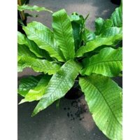 GIÁ RẺ  Dương xỉ cá sấu - Clocodile fern