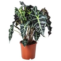 GIÁ RẺ NHẤT Cây Môn Alocasia Amazonica sz lớn