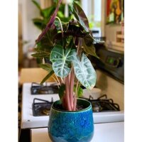 GIÁ RẺ NHẤT Chậu Alocasia Pink Dragon (Môn Rồng Gân Hồng) chậu sz trung