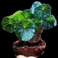 (GIÁ RẺ NHẤT) Củ bình vôi Thái Stephania Nova 🥭Được chọn củ🥭 củ đã trồng sẵn với giá thể akadama nhật