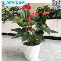 giá sỉ Chậu nhựa trắng cao cấp - Chậu loại dày - Chậu xoắn mini trồng cây trang trí nhiều cỡ, nhiều màu - 9x6x8.5cm - Xanh