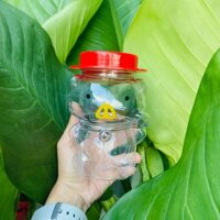 Giá sỉ Chỉ Từ 1 Bành 60 hũ nhựa PET 500ml đựng trà sữa,nước ép,bánh kẹo, ăn vặt Heo mũi vàng